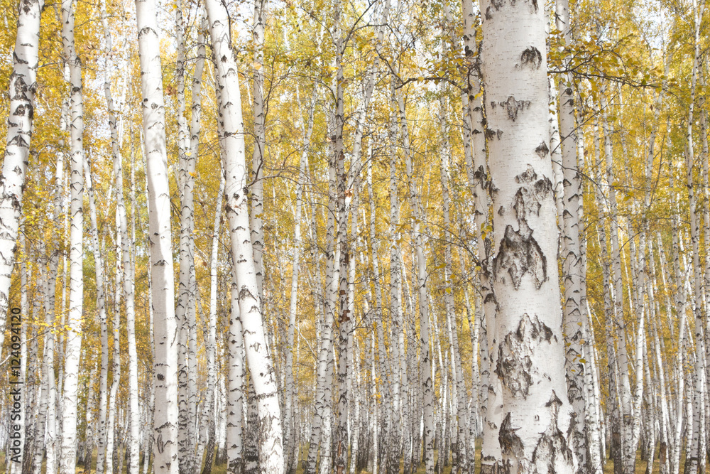 Obraz premium autumn birch forest