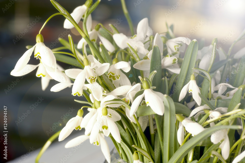 Obraz premium the sun on the window sill delicate bouquet in glass vase