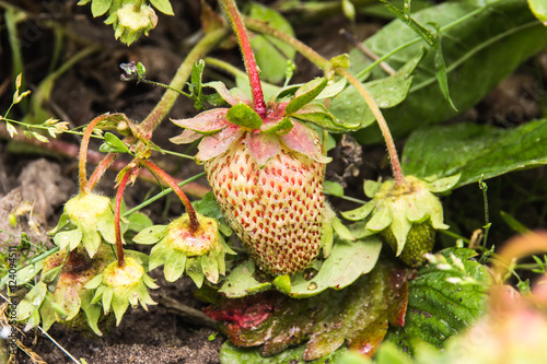 strawberry are ripening