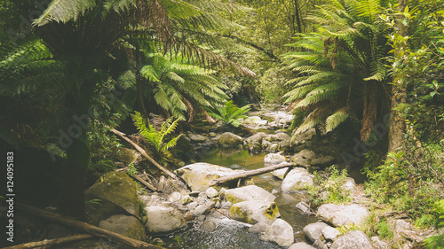 Gemäßigter Regenwald bei den Erskine Falls, Great Ocean Road in Australien photo