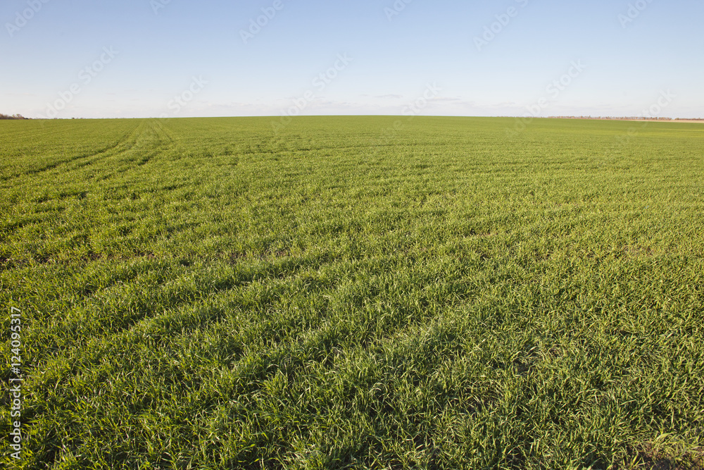 winter crops. Green grass