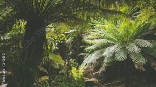 Gem    igter Regenwald bei den Erskine Falls  Great Ocean Road in Australien