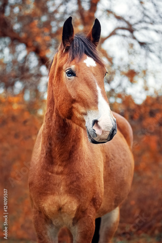 Portrait of a bay belorussian draft horse © julia_siomuha
