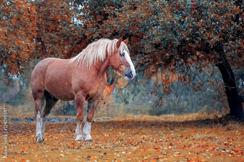 Portrait of a skewbald belorussian draft horse