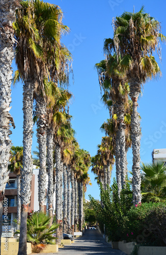 Obraz na płótnie Alley of palm trees w salonie