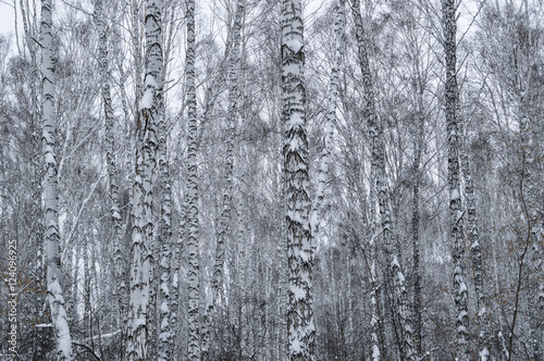 WINTER BIRCH TREES BACKGROUND © anney_lier