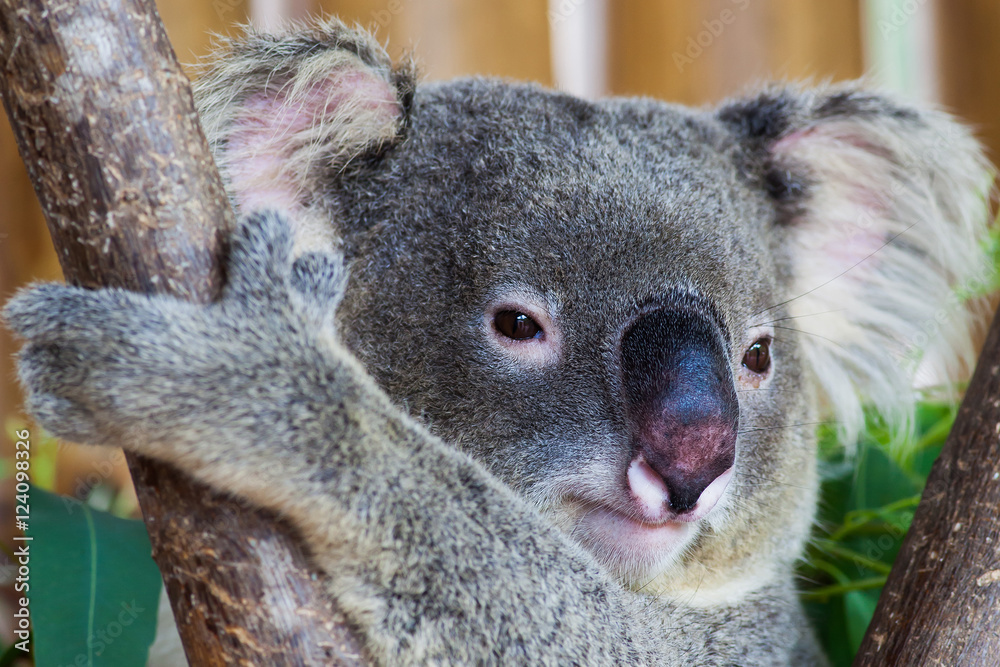 Obraz premium koala bear in forest zoo at Thailand