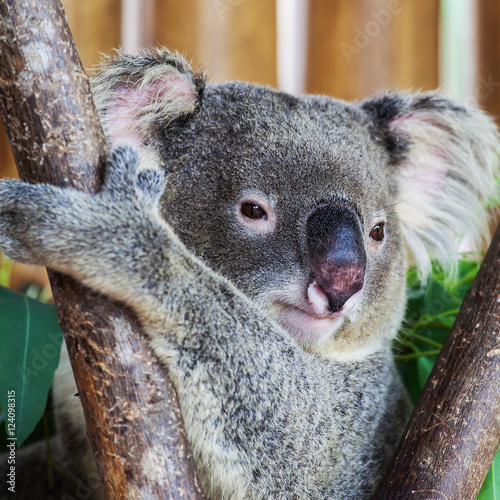 Fototapeta Naklejka Na Ścianę i Meble -  koala bear in the zoo at Thailand