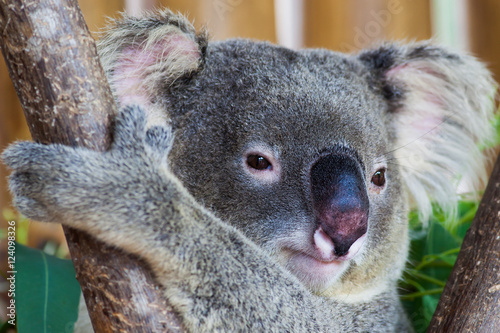 koala bear in forest zoo  at Thailand © visa