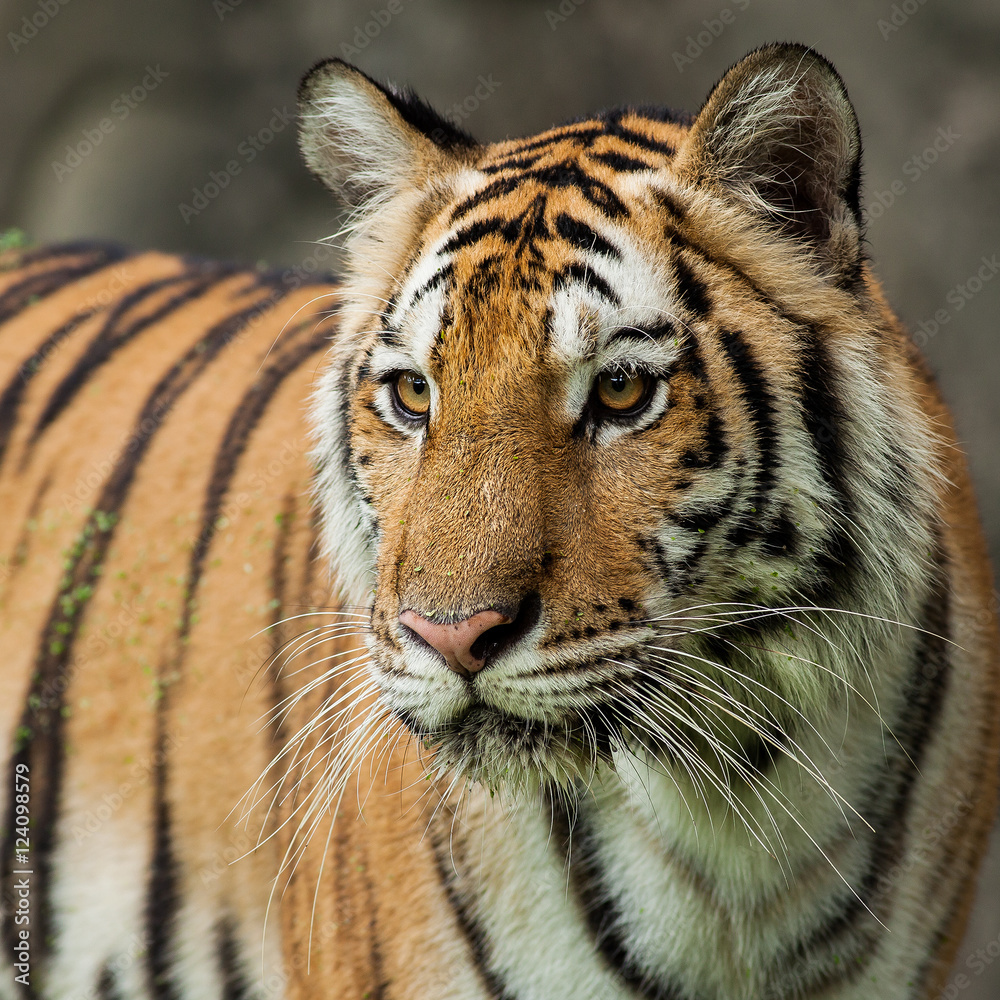 Close up face tiger at the zoo in Thailand Close up face tiger at the zoo in Thailand