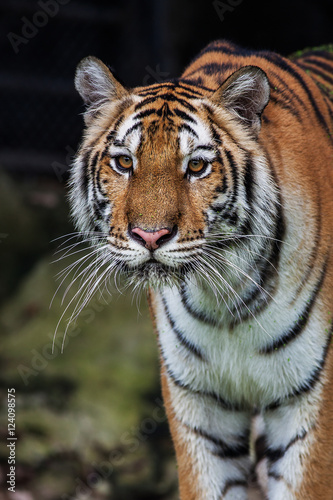 Close up face tiger at the zoo in Thailand