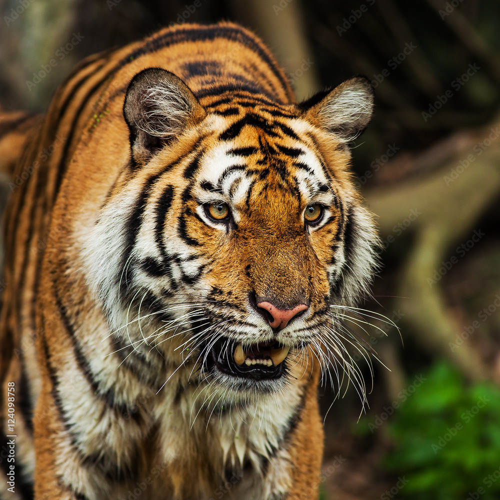 Naklejka premium Close up face tiger at the zoo in Thailand