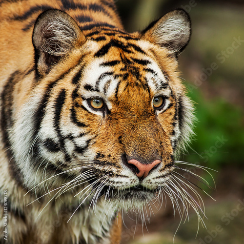 Close up face tiger at the zoo in Thailand