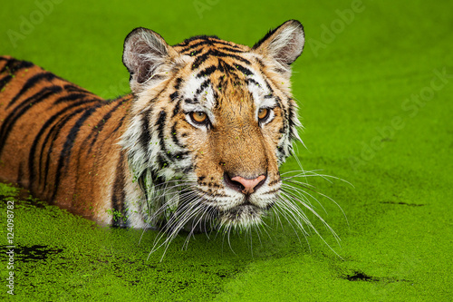 Close up face tiger at the zoo in Thailand