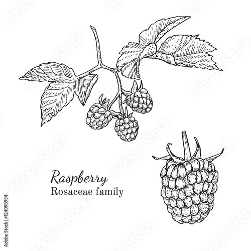 Ink raspberry herbal illustration. Hand drawn botanical sketch style. Absolutely vector. Good for using in packaging - tea, condinent, oil etc - and other applications