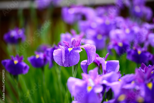 花菖蒲