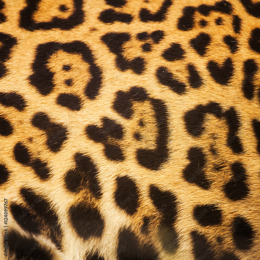Leopard skin texture for background and texture Leopard skin texture for background and texture