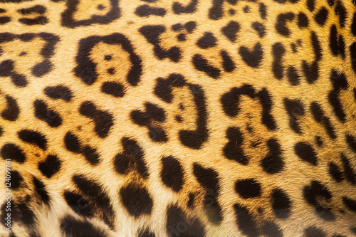 Real Leopard Skin for background and texture