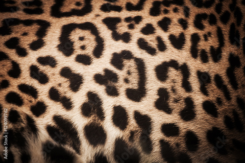 detail skin of leopard for background and texture