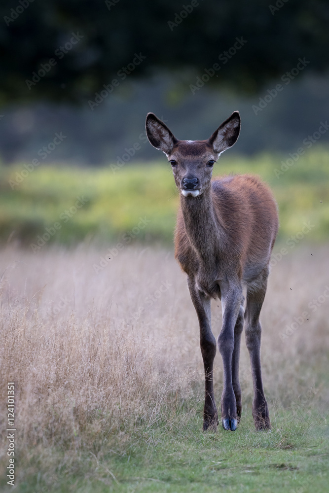 Fototapeta premium Young Red Deer Hind, Female walking in field with green forest in background.