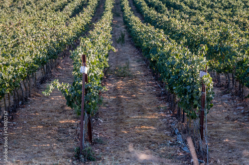 vineyard on a sunny day photo