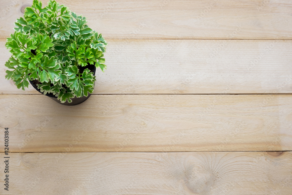 green plant at corner on wooden background green plant at corner on wooden background