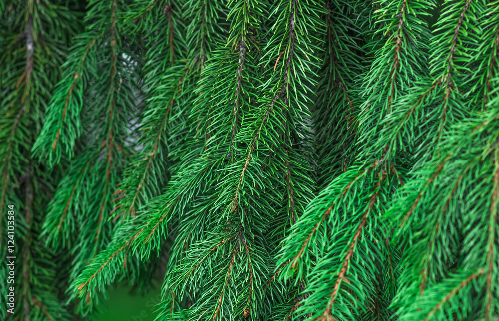 green branches of spruce