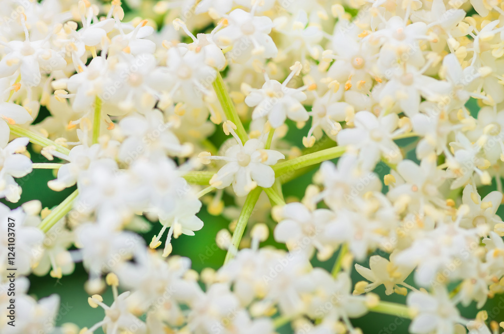 blooming flowers elderberry