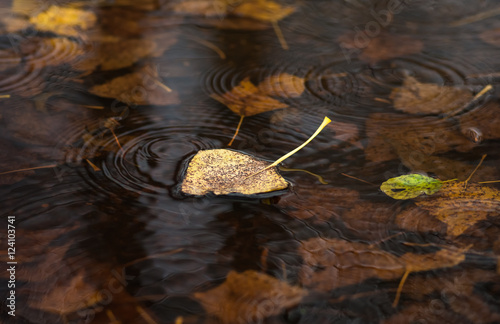 Yellow dry leaf on water