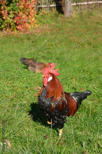 Cock in garden. Cock on meadow. 