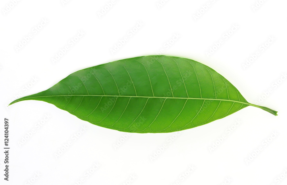 Fototapeta premium Green leaf