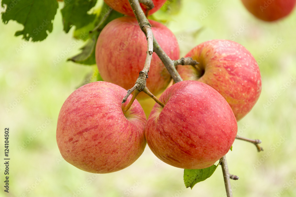Obraz premium Am Baum gereifte Bioäpfel, Elstar