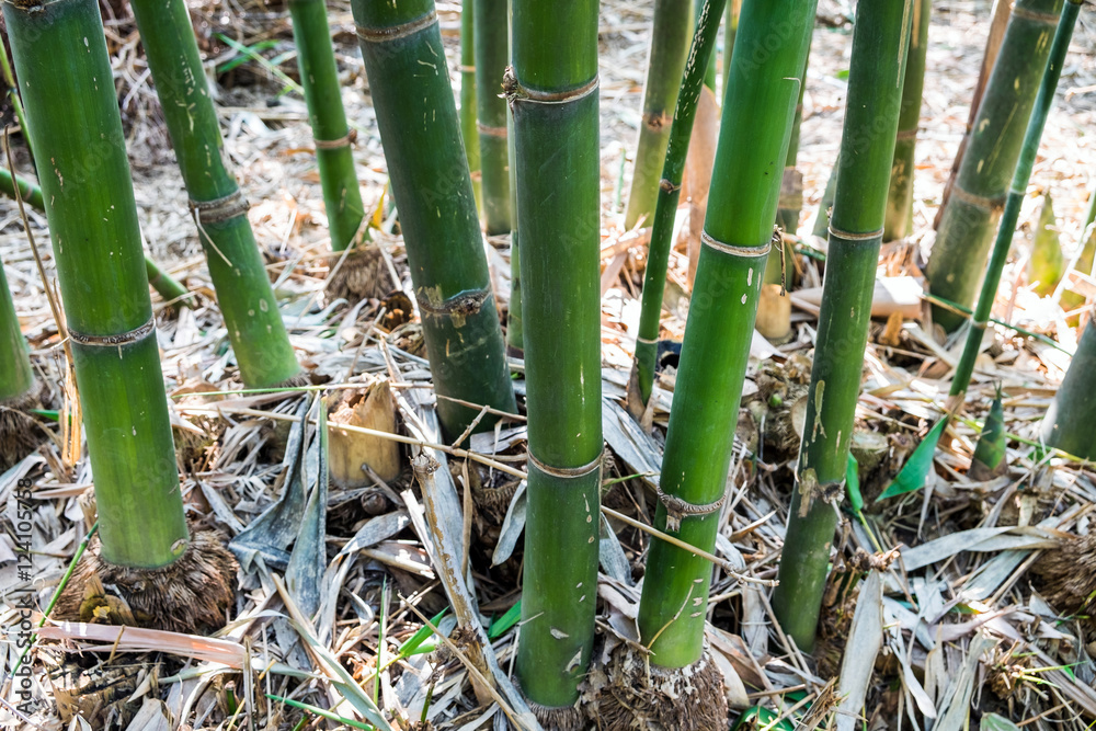 Fototapeta premium Bamboo shoot trunk leaf dry in garden