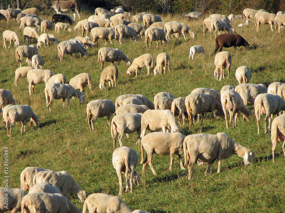flock with many sheep grazing flock with many sheep grazing
