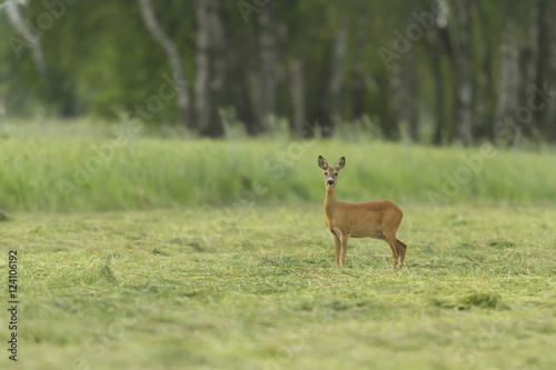 deer in captive