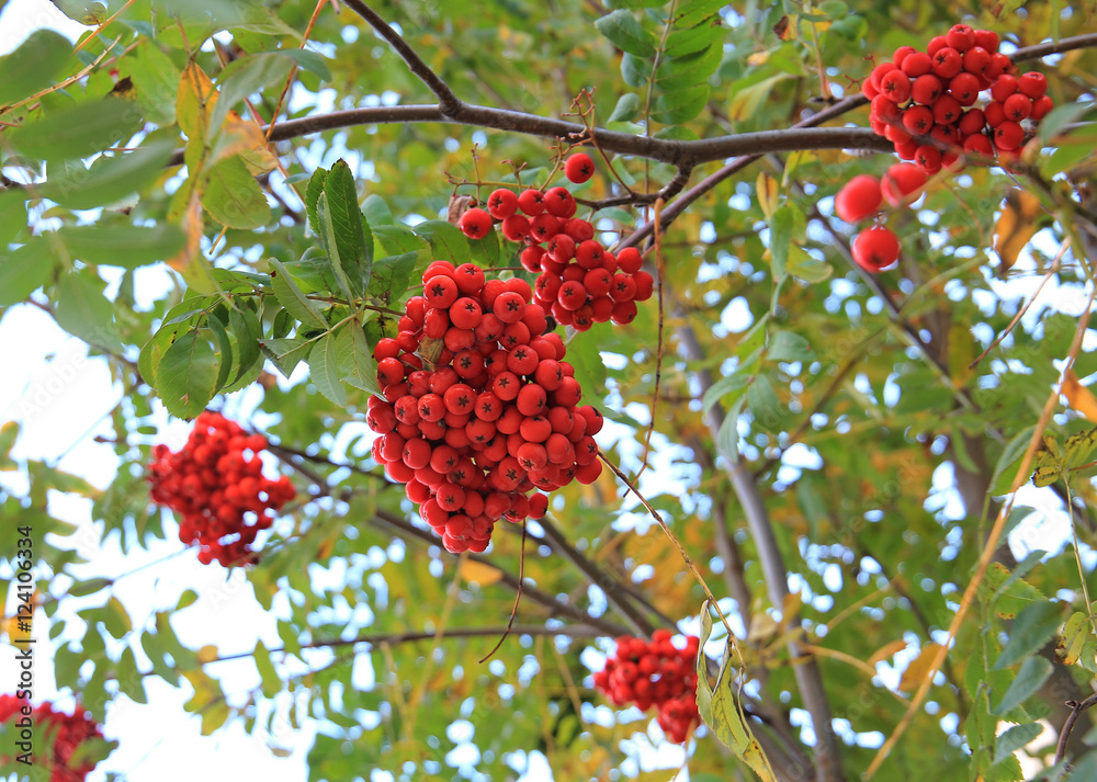 rowan rowan