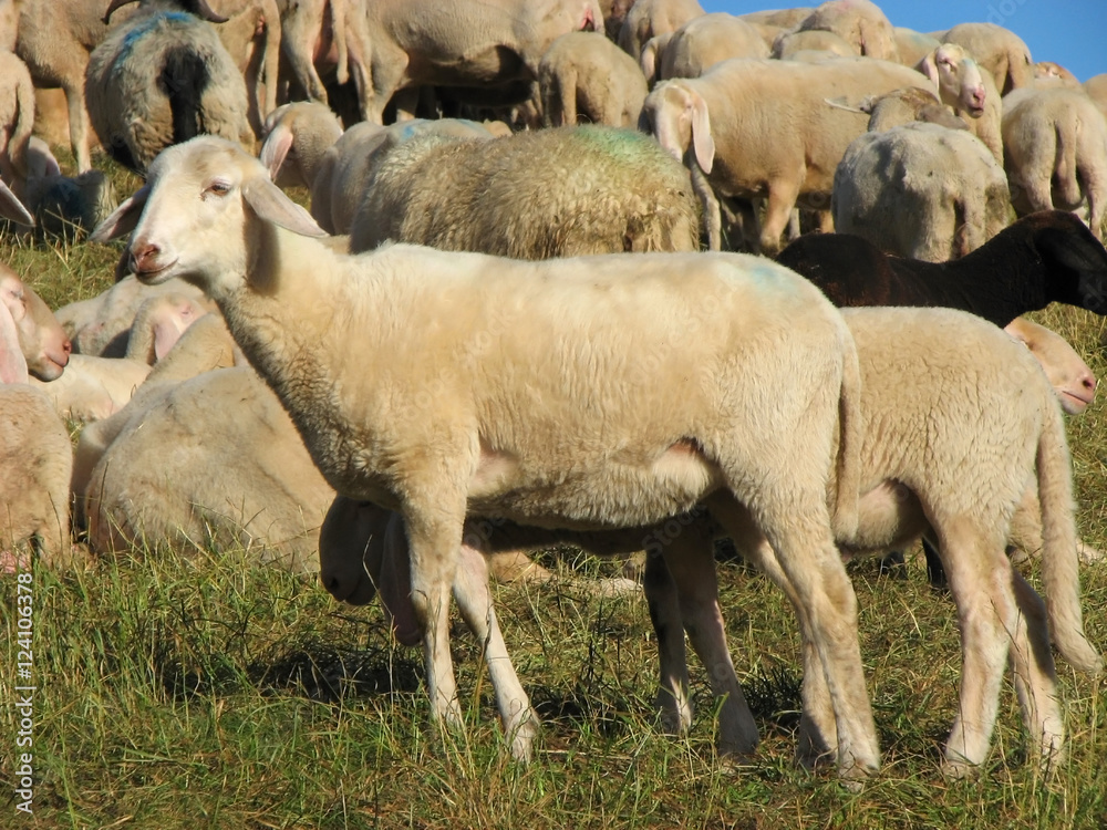 Obraz premium flock with sheep grazing
