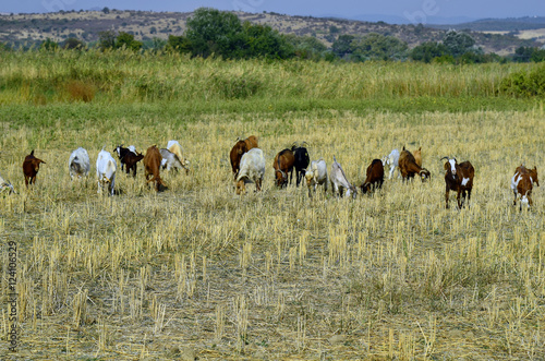 Fototapeta Naklejka Na Ścianę i Meble -  Greece, Goats