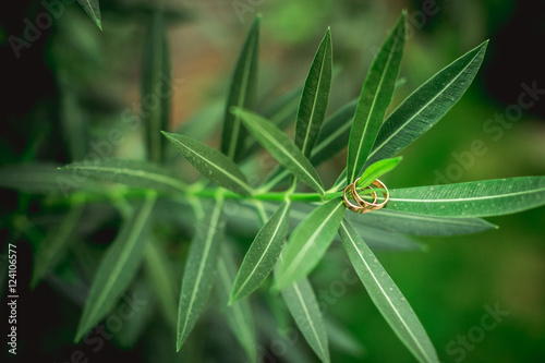 green leaves and wedding rings close up © fotofabrika