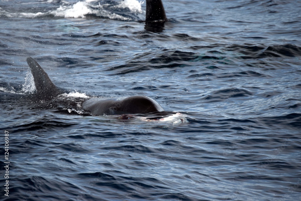 Obraz premium killer whale eating