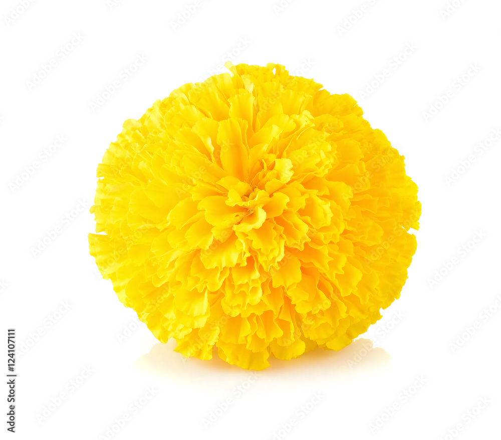 Marigold flower on white background Marigold flower on white background