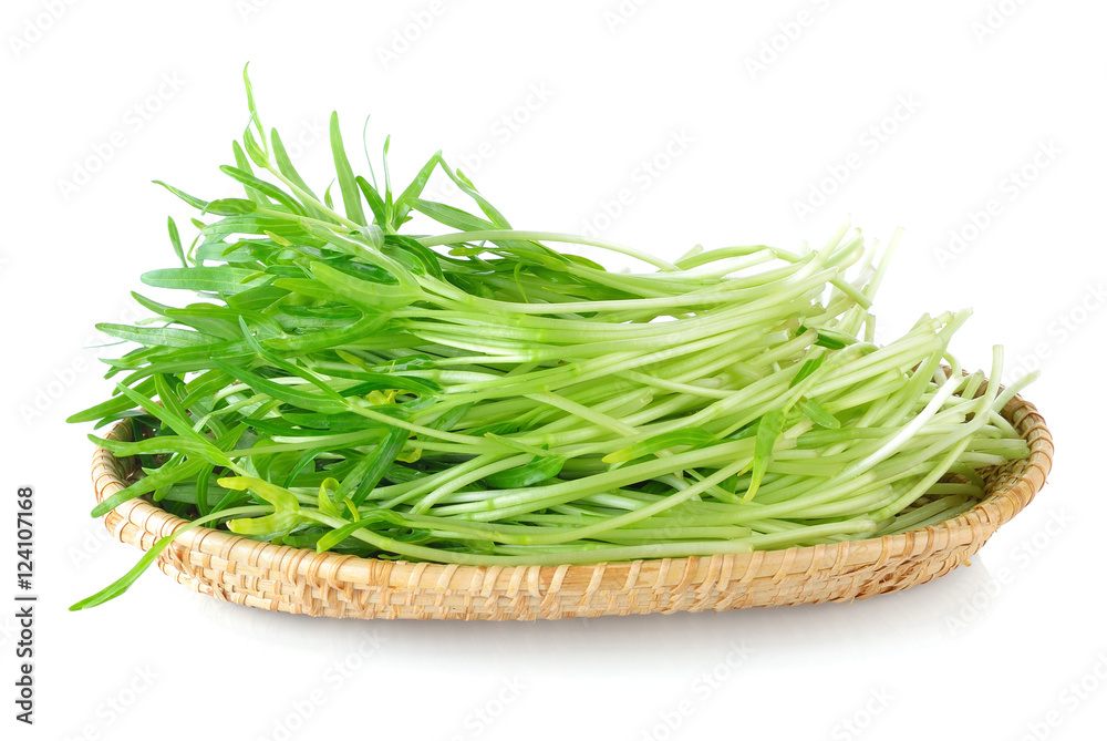 Morning glory seedlings on white background Morning glory seedlings on white background