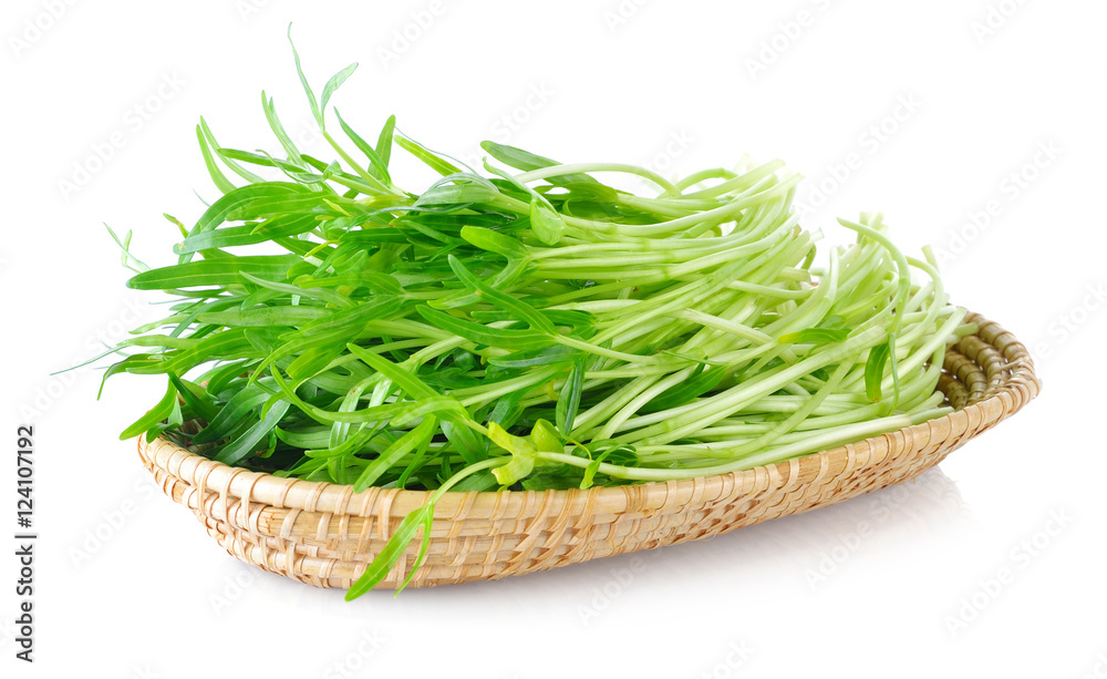 Morning glory seedlings on white background Morning glory seedlings on white background
