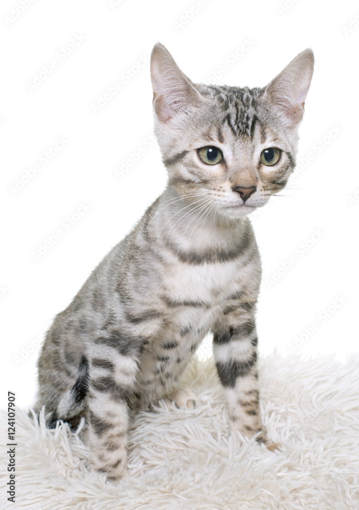 Obraz premium silver bengal kitten