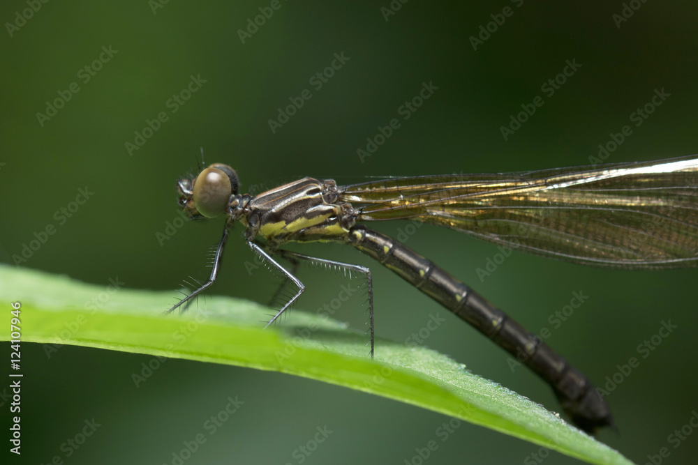 Dragonfly in Thailand and Southeast Asia.
Dragonfly in Thailand and Southeast Asia.