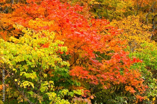 蔵王の紅葉(山形県上山市) 