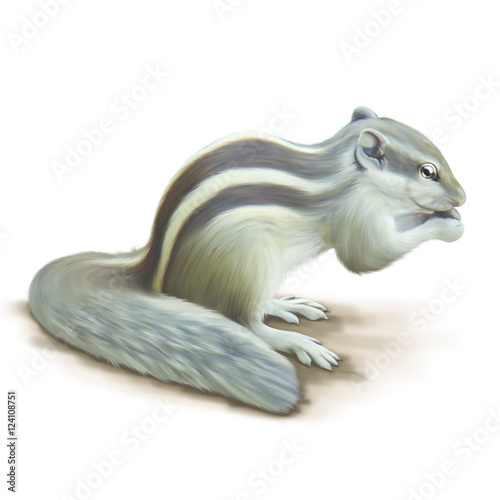 Squirrel