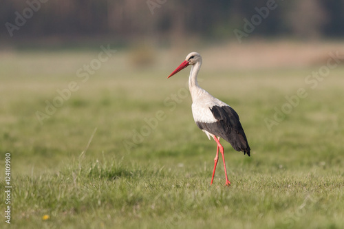 Ptaki - Bocian biały (White stork - Ciconia ciconia)