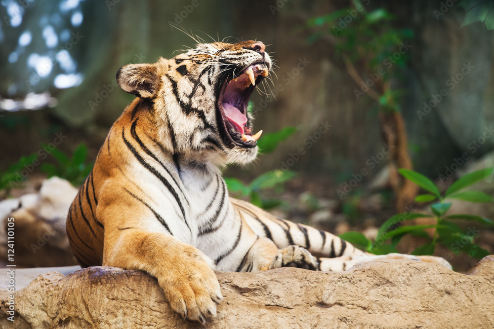 Φωτογραφία close up of a tiger's face with bare teeth of Bengal Tiger