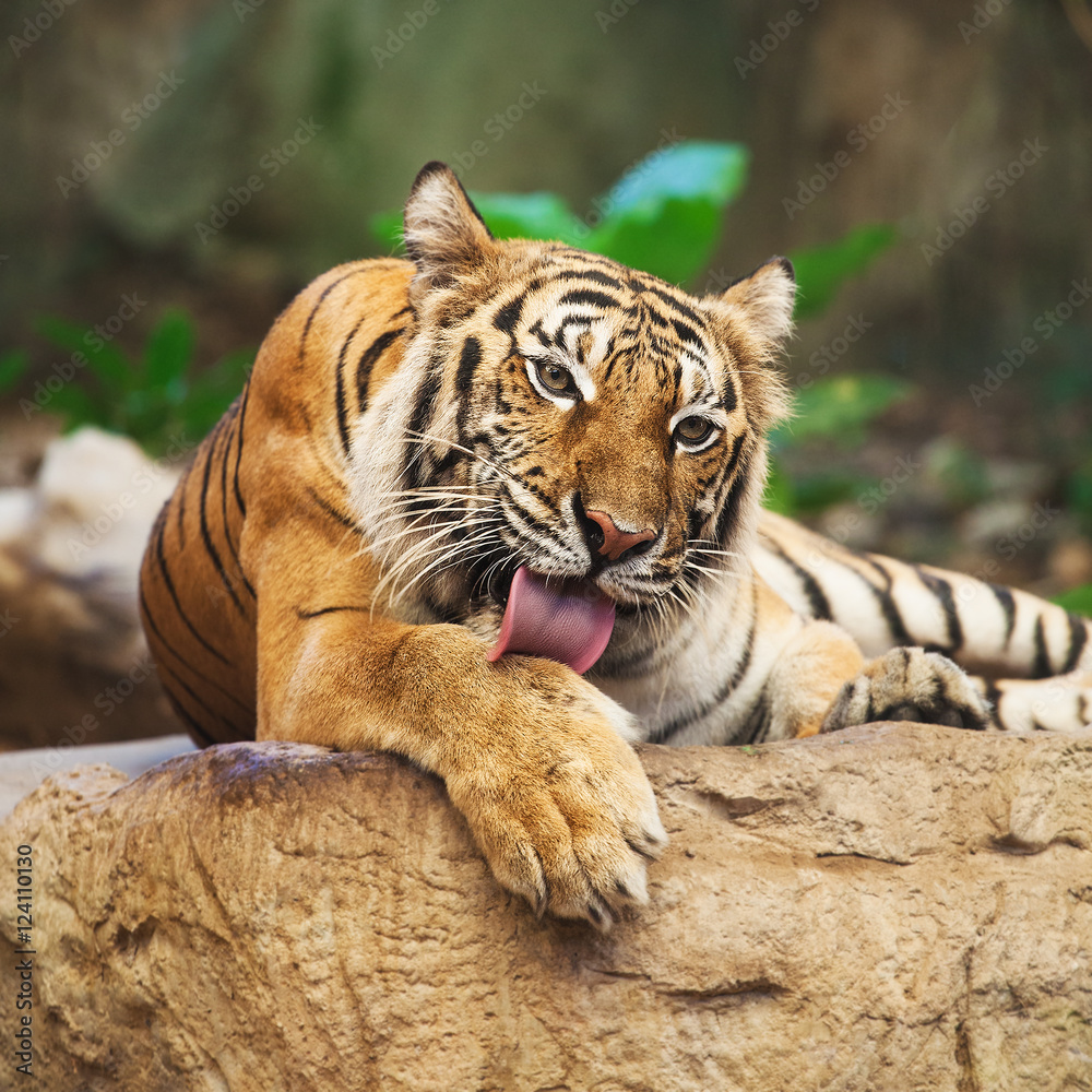 Fototapeta premium Sumatran Tiger Roaring in the zoo